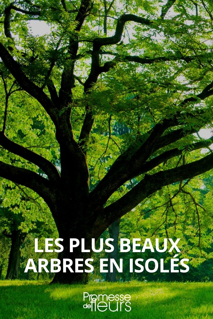 The Most Beautiful Standalone Trees