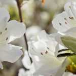 10 white azaleas to brighten up the garden
