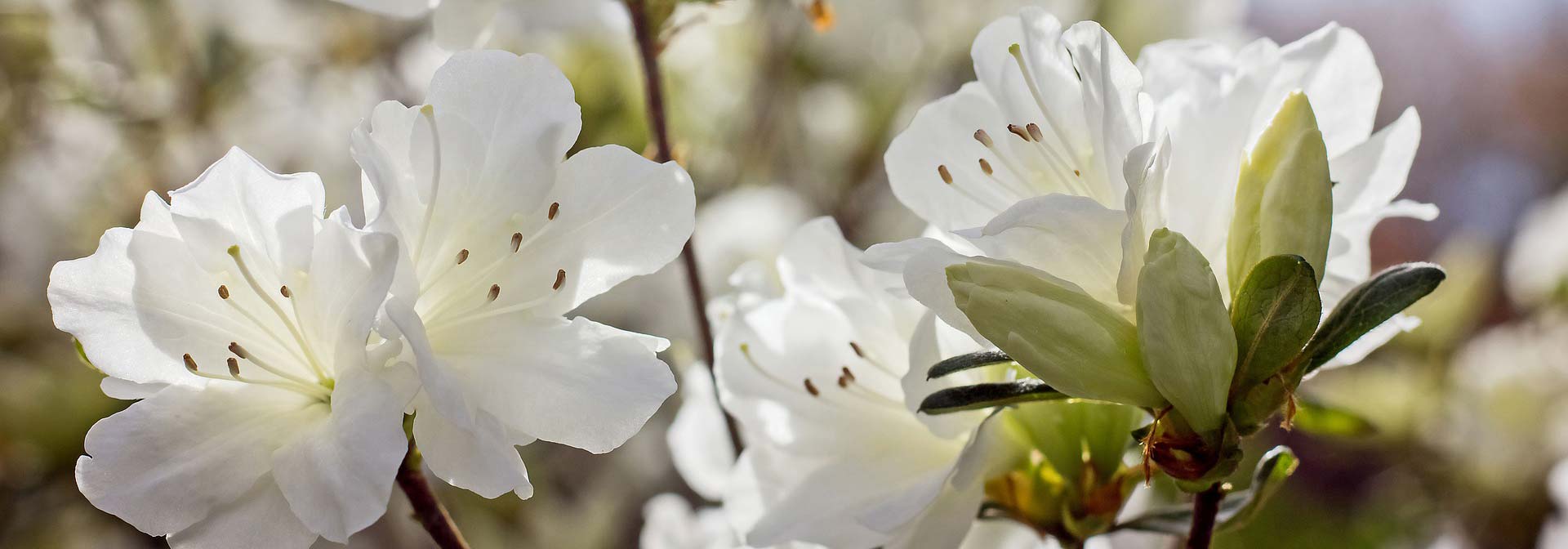 10 white azaleas to brighten up the garden
