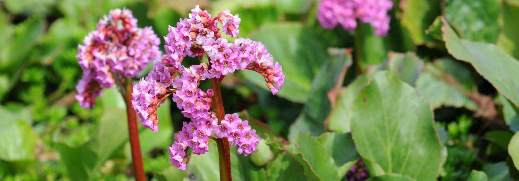 5 ground cover plants for clay soil
