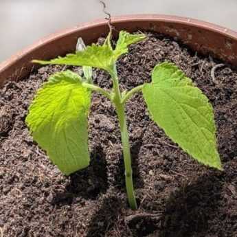 How to take cuttings from Agastache?