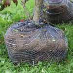What is cernage?