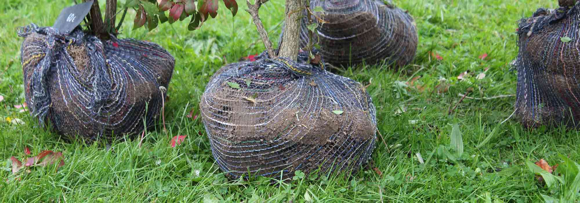What is cernage?