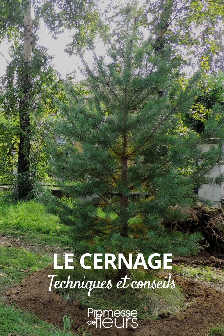 Root Pruning of Trees