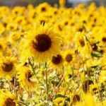 Planting giant sunflowers
