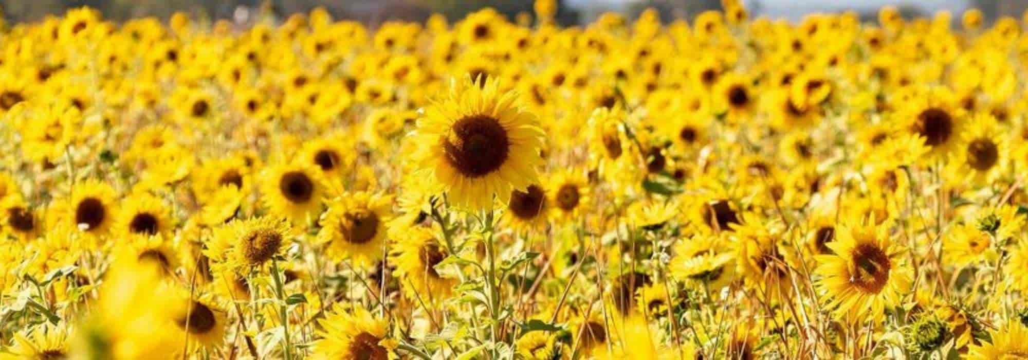 Planting giant sunflowers