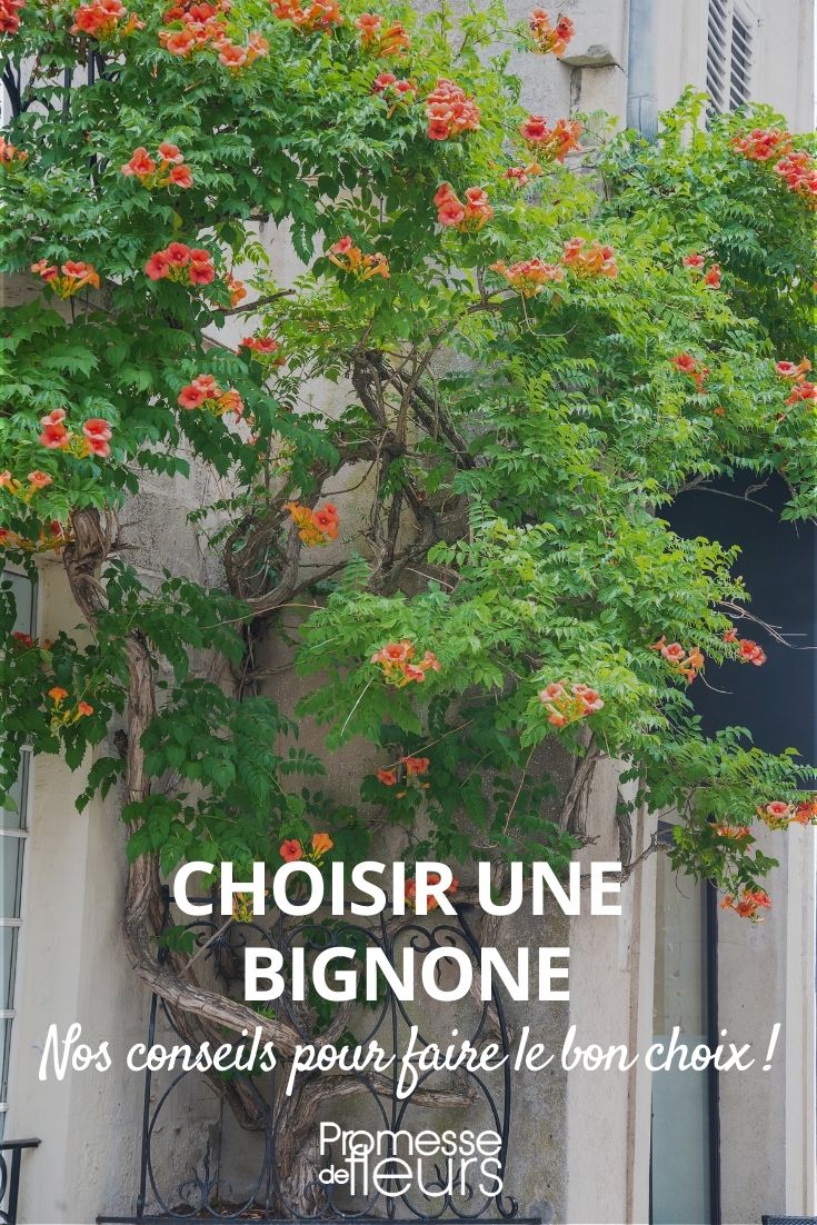 Choosing a Trumpet Vine