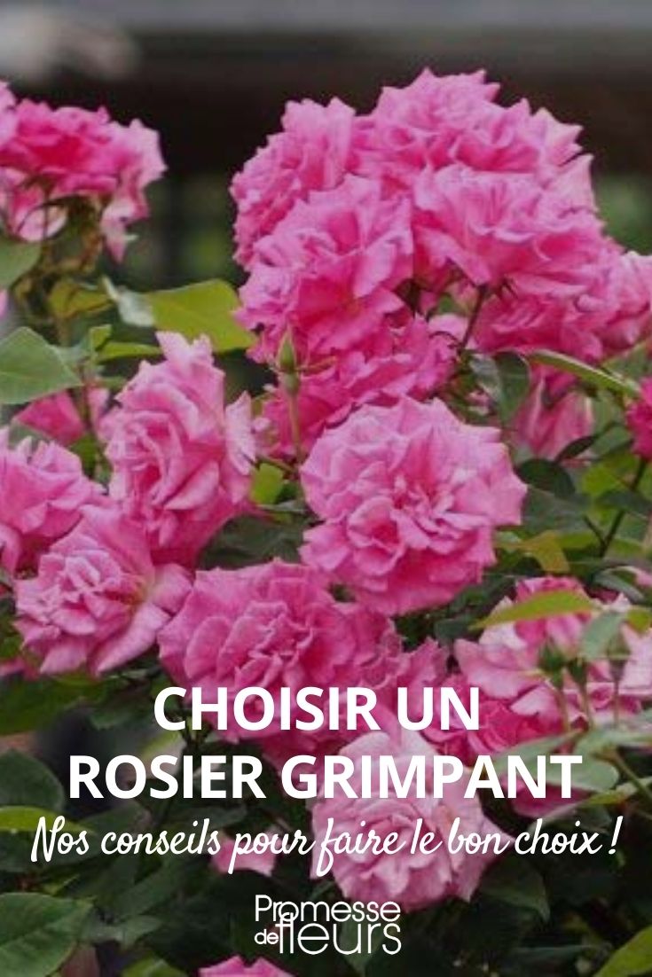 Choosing a Climbing Rose Choosing a Climbing Rose