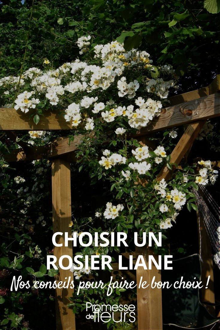 Choosing a Climbing Rose Liana Choosing a Climbing Rose Liana