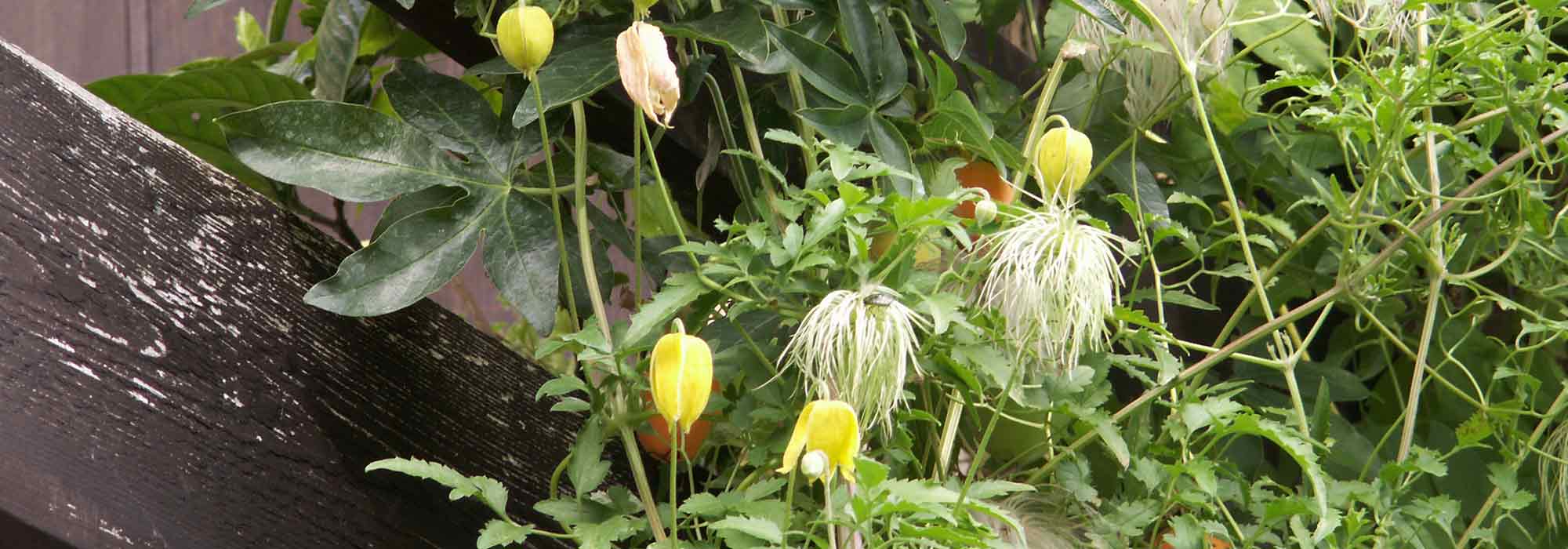 14 unusual fruits