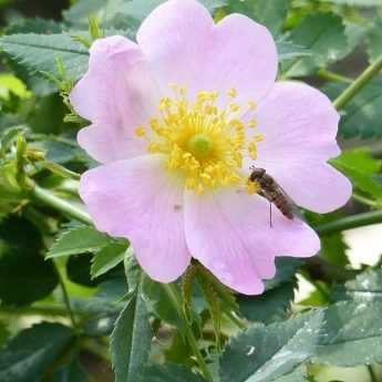 How to Make Rose Hip Jam? From Foraging to Recipe