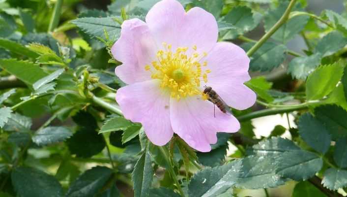 How to Make Rose Hip Jam? From Picking to Recipe