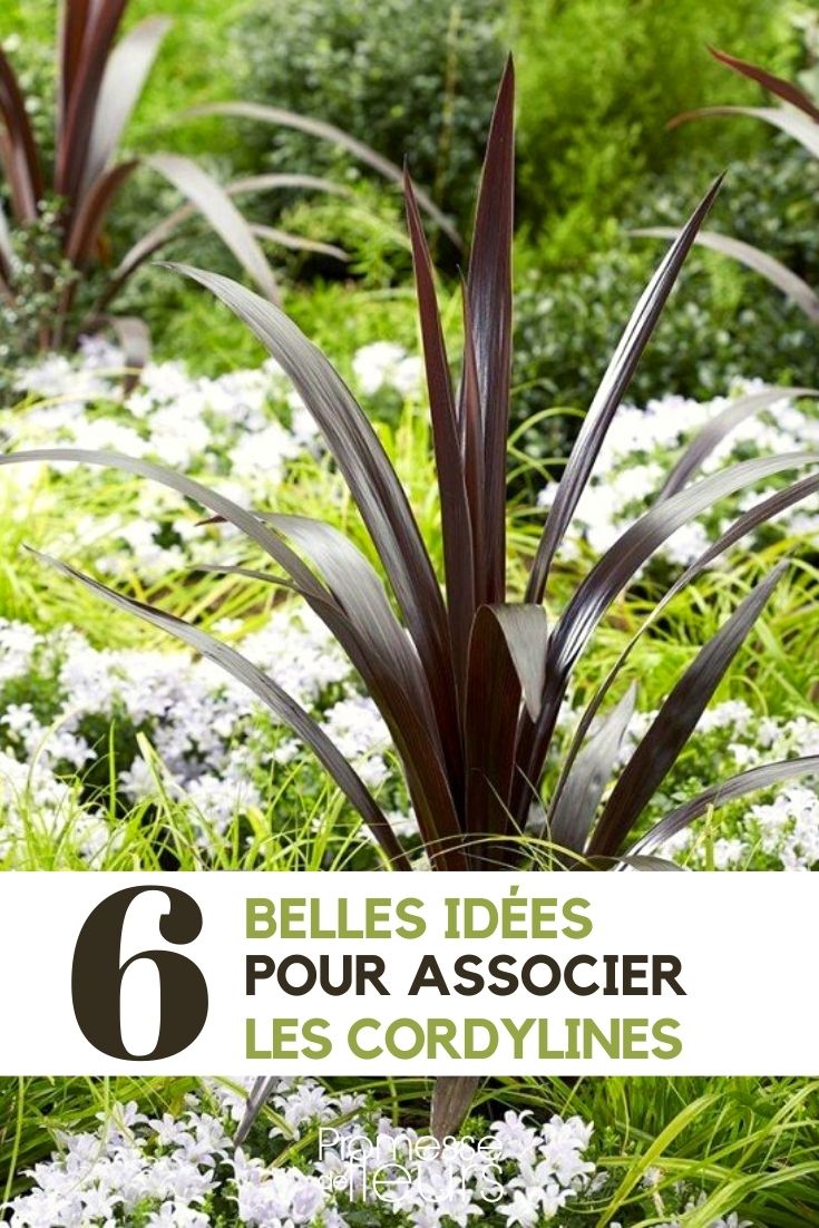 Cordyline: Our Plant Pairing Ideas