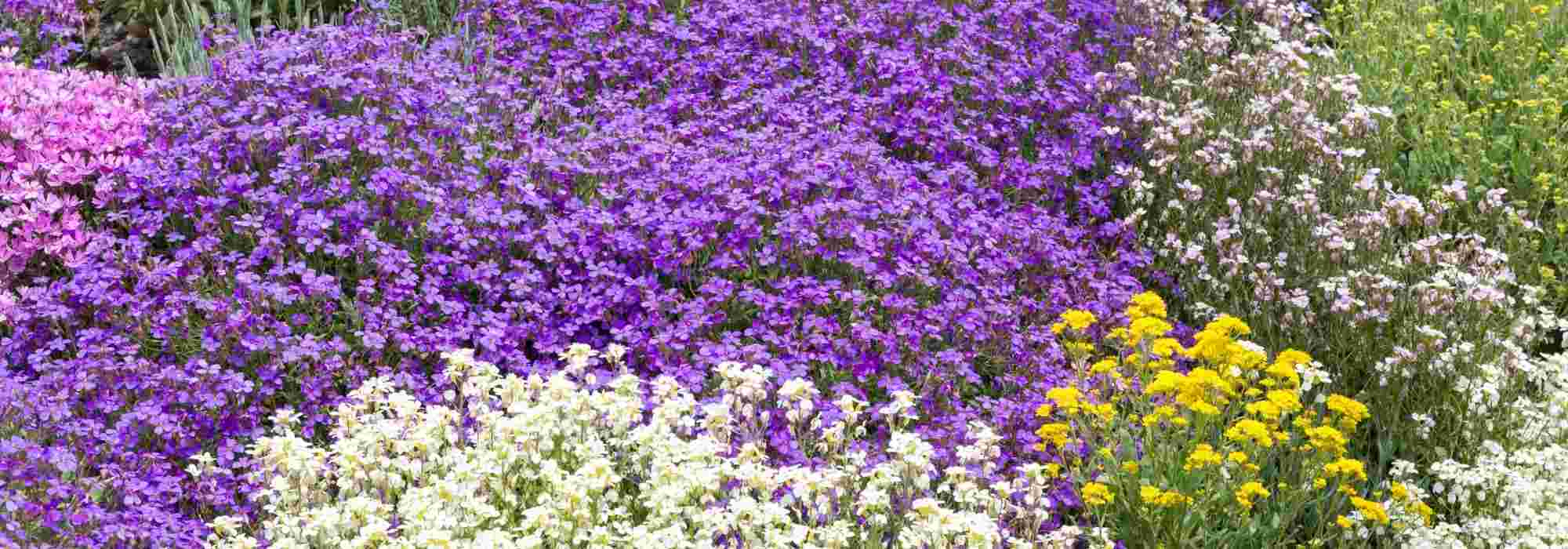 5 perennials for dry ground