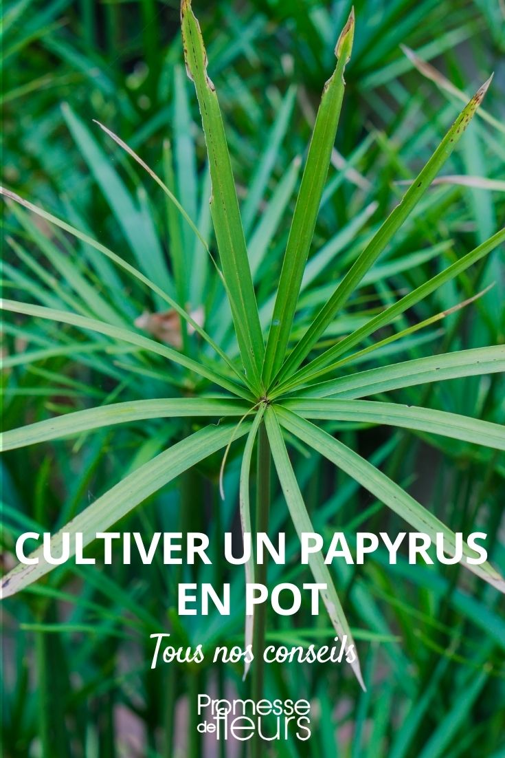 Growing Papyrus in a Pot potted papyrus