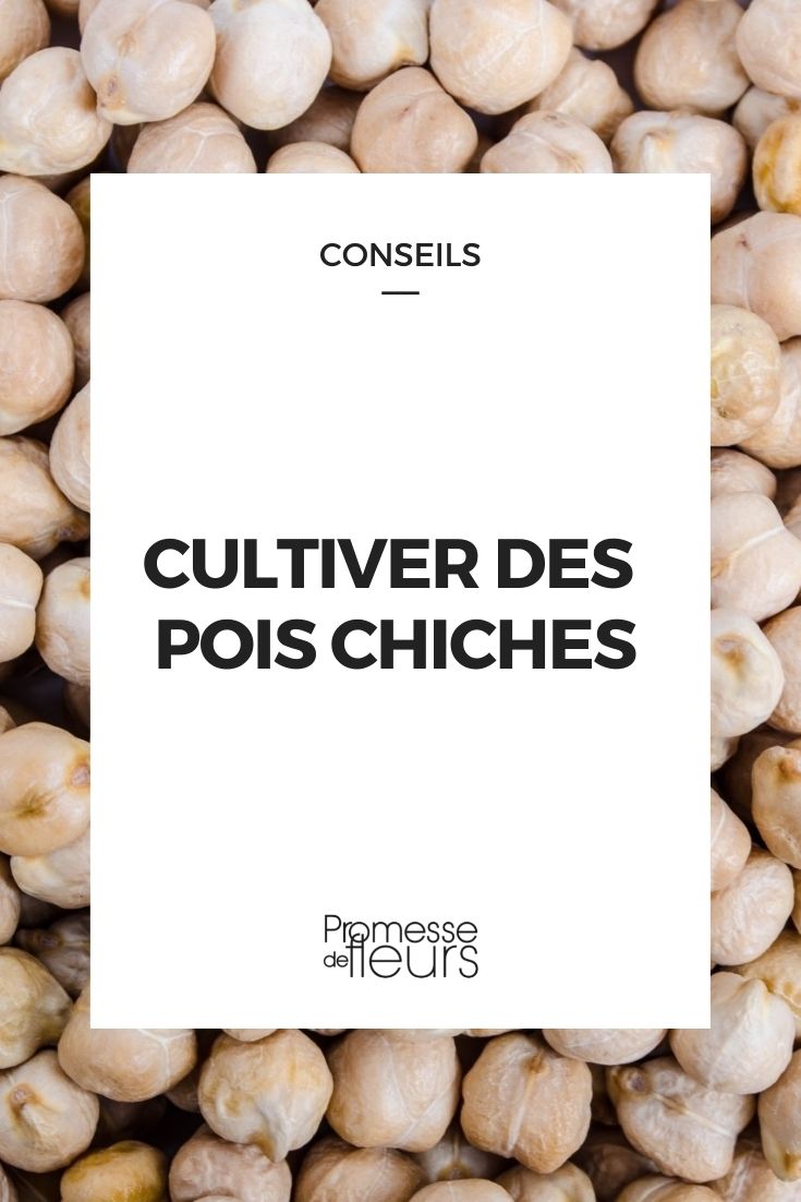 Growing Chickpeas
