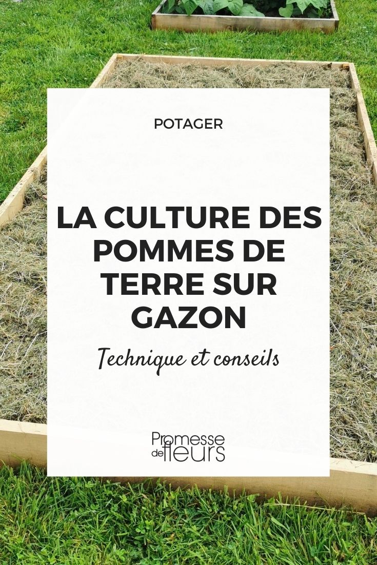 Potatoes on Grass