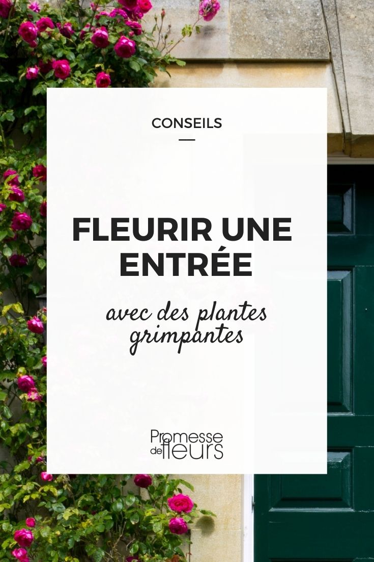 Adorning an Entrance with Climbing Plants