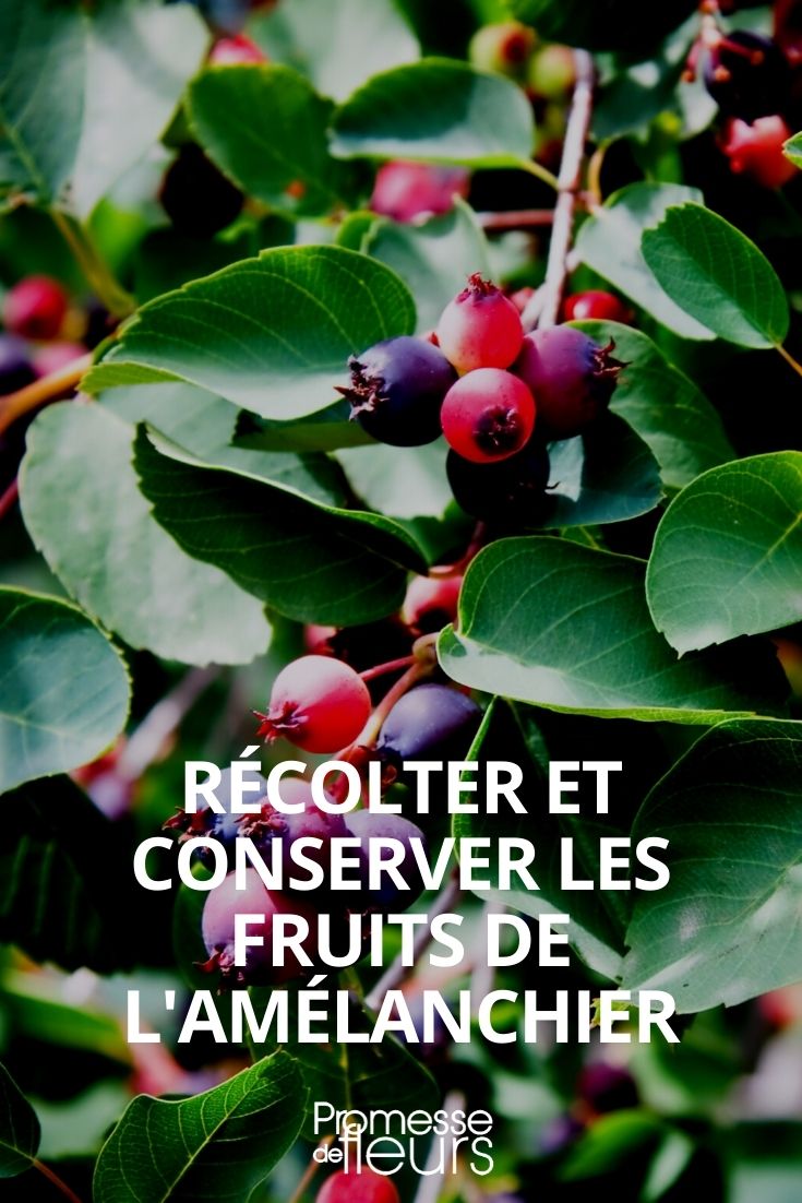 Harvesting and Storing Amelanchier Fruit