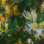 5 climbing plants to grow in pots on an east-facing balcony