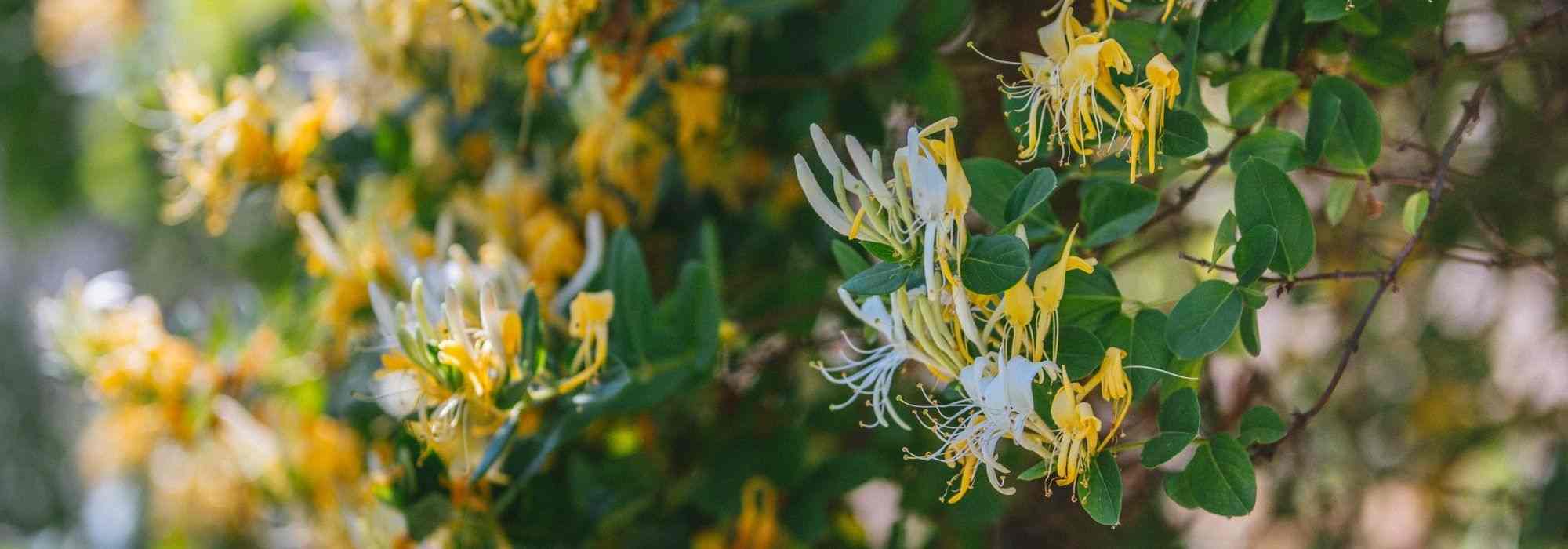 5 climbing plants to grow in pots on an east-facing balcony