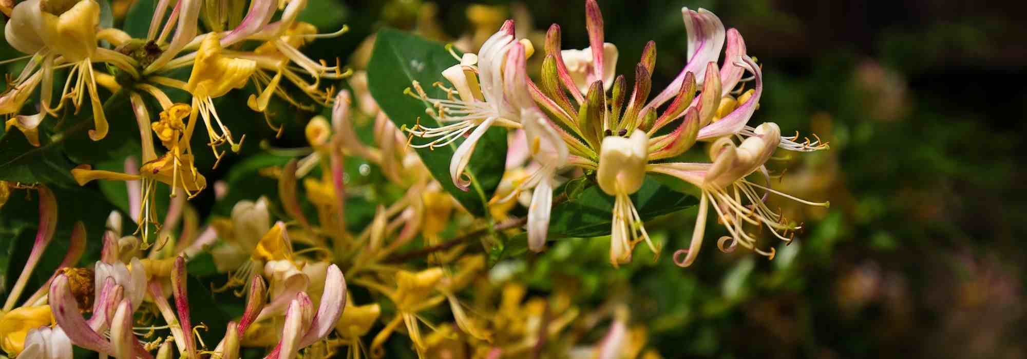 5 climbing plants to grow in pots on a north-facing balcony
