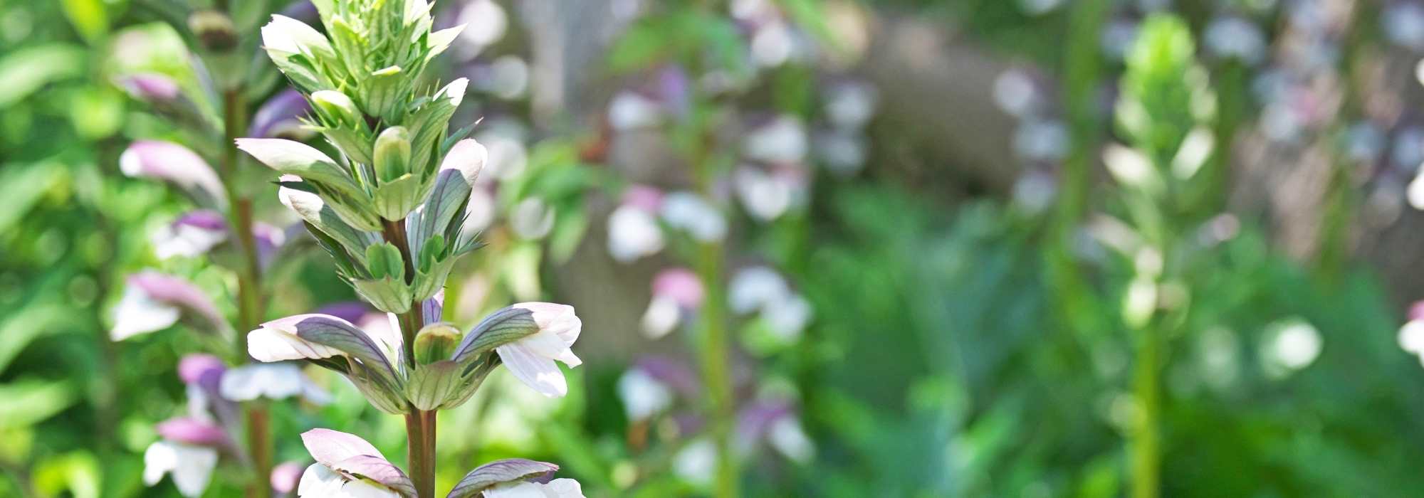 Associating Acanthus