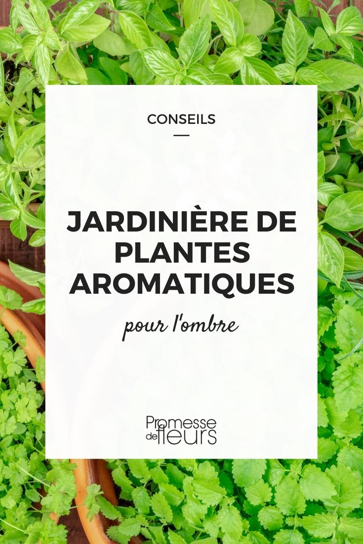 Aromatic Planter for Shaded Areas