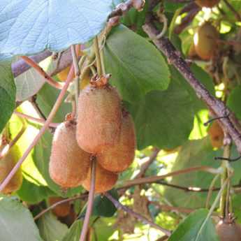 When and how to prune kiwi plants?