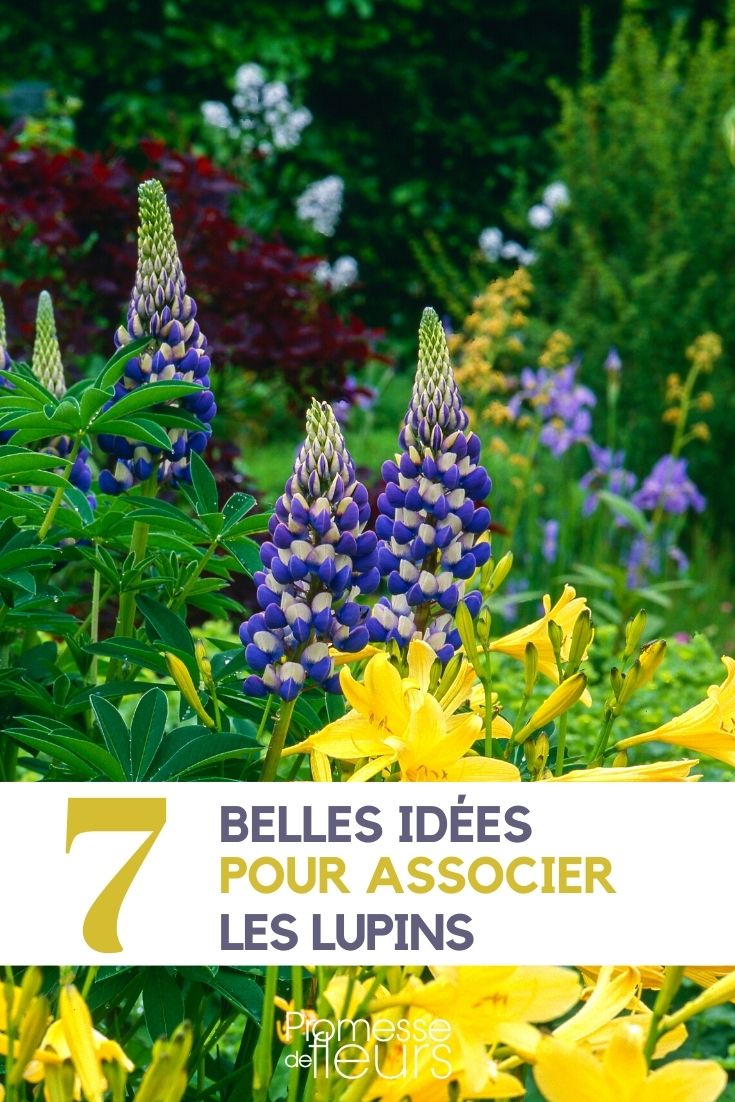 Pairing Lupins