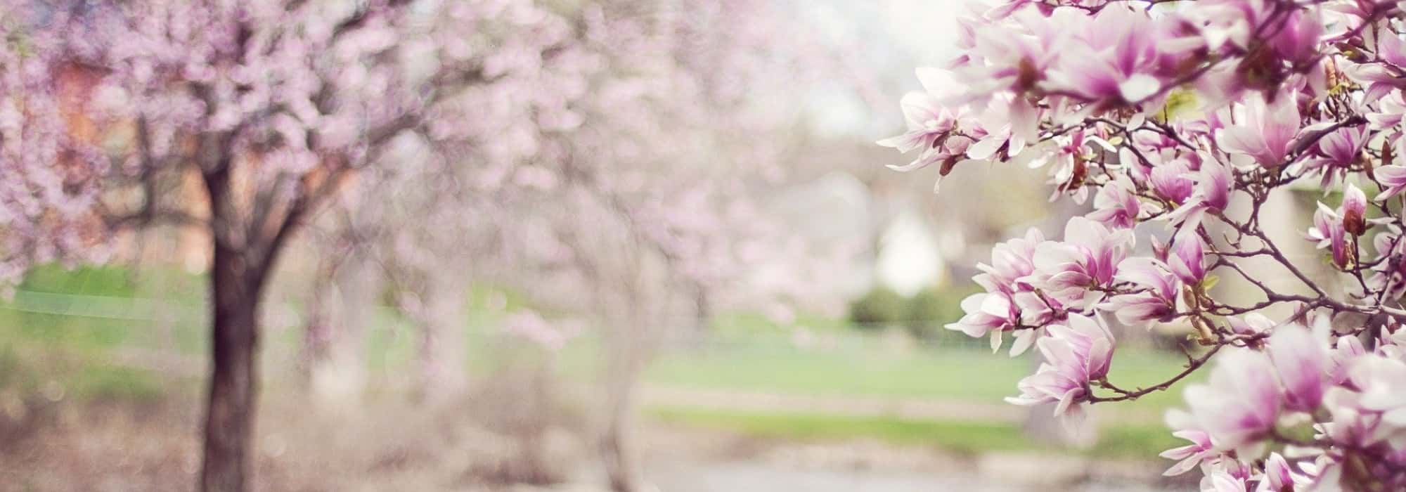 The most beautiful trees in isolation