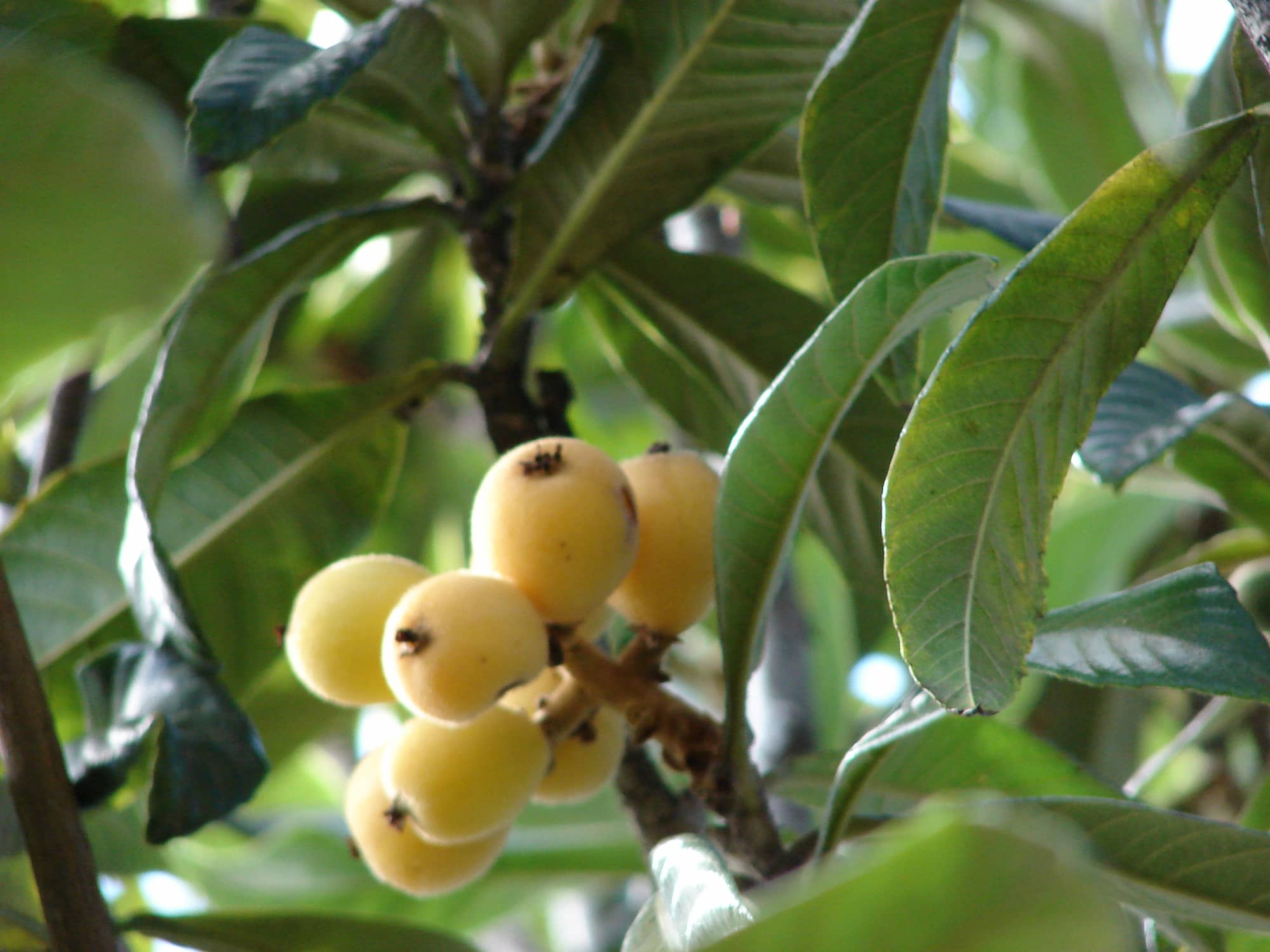Japanese medlar: planting, growing, harvesting