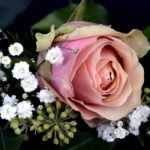 Perfumer's plants