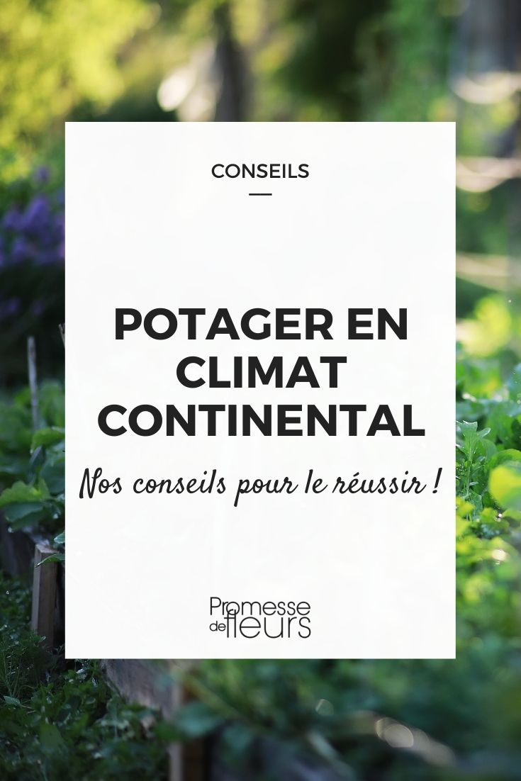 vegetable garden in a continental climate