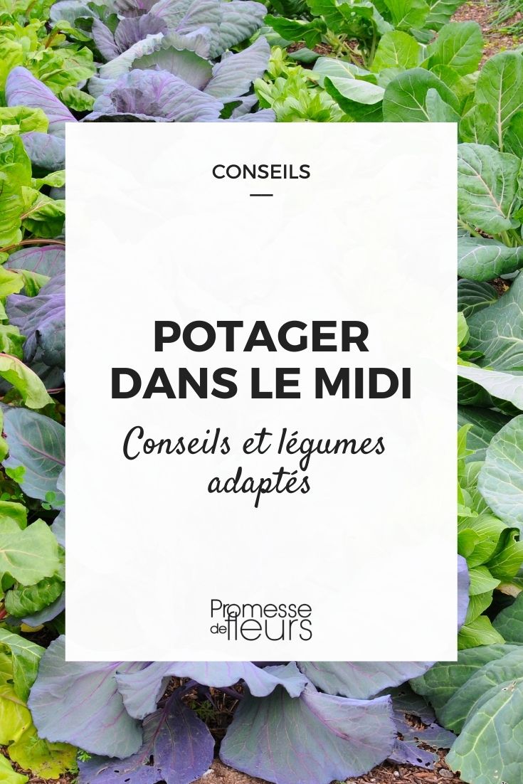 Mediterranean Vegetable Garden