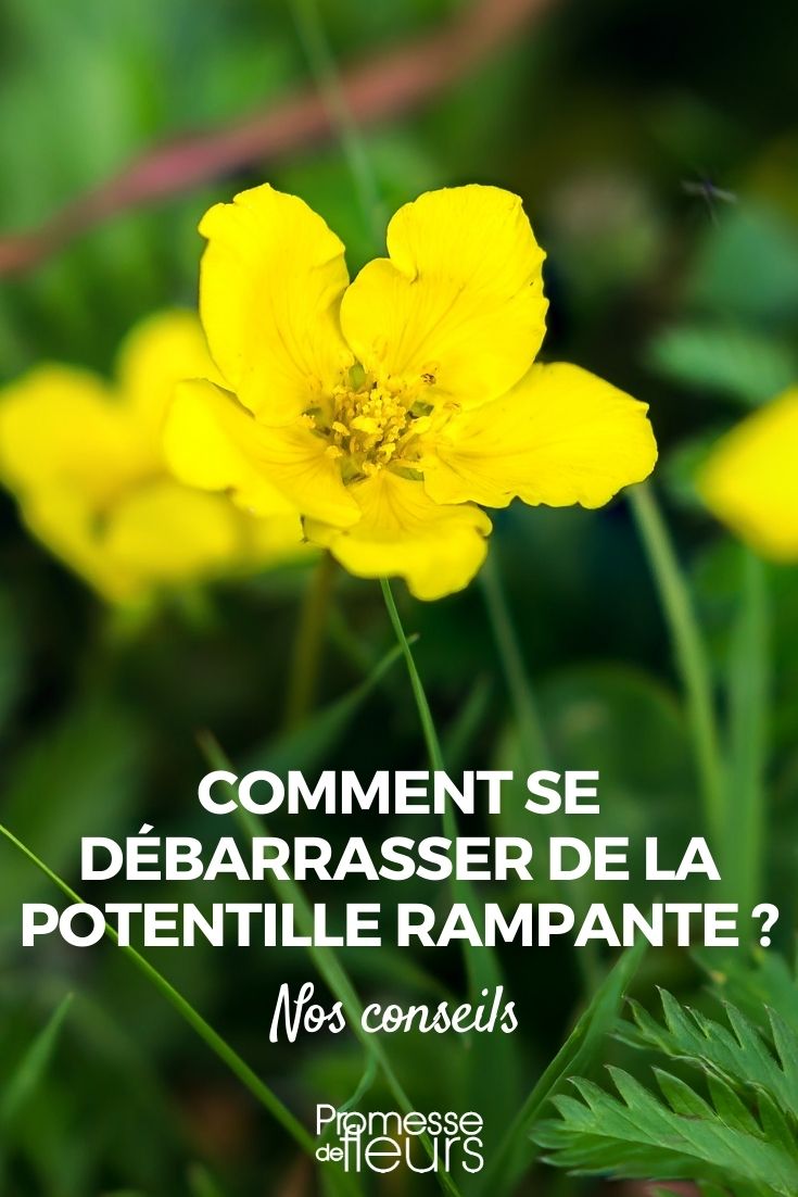 Creeping Potentilla: Natural Control and Treatment