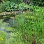 How to restore a pond?