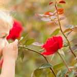 Roses for Young and Old Children