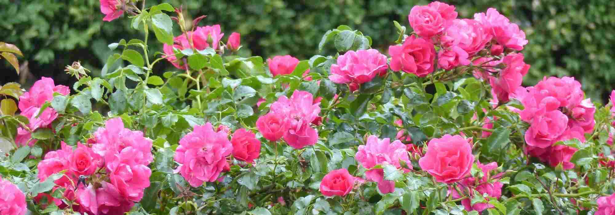How to choose a ground cover rose?