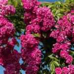 How to choose a liana rose?