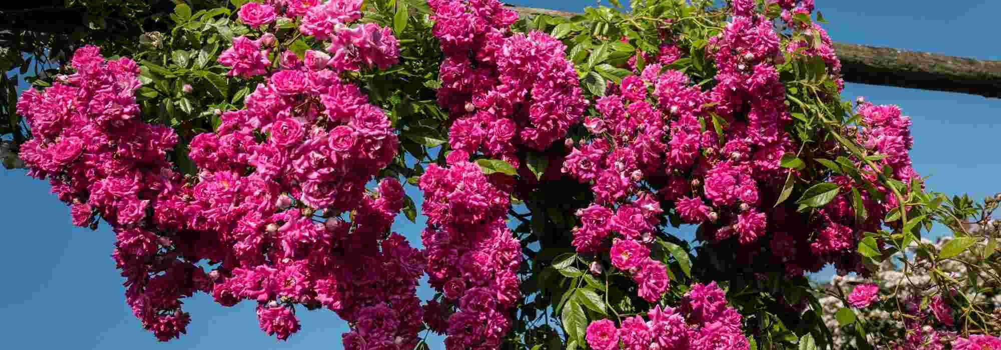 How to choose a liana rose?