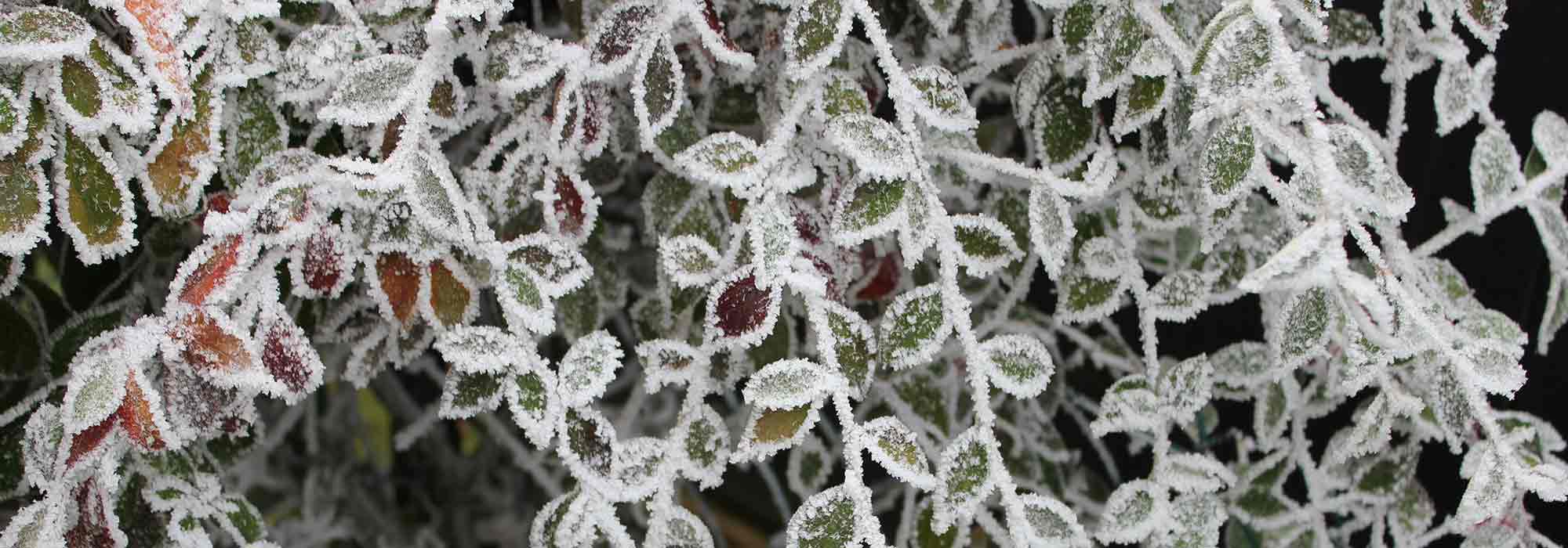 How to improve the hardiness of plants?