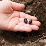 Sowing in clusters