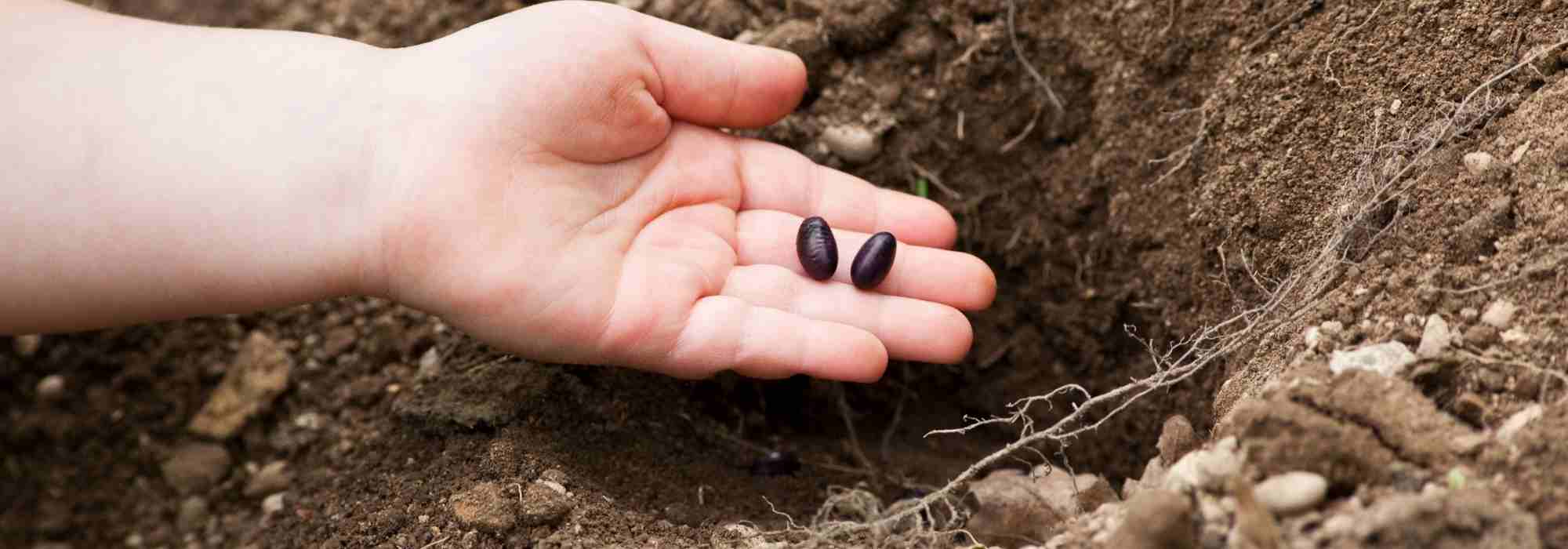 Sowing in clusters