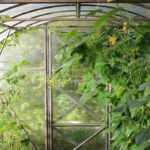 Fighting against diseases and pests in greenhouses