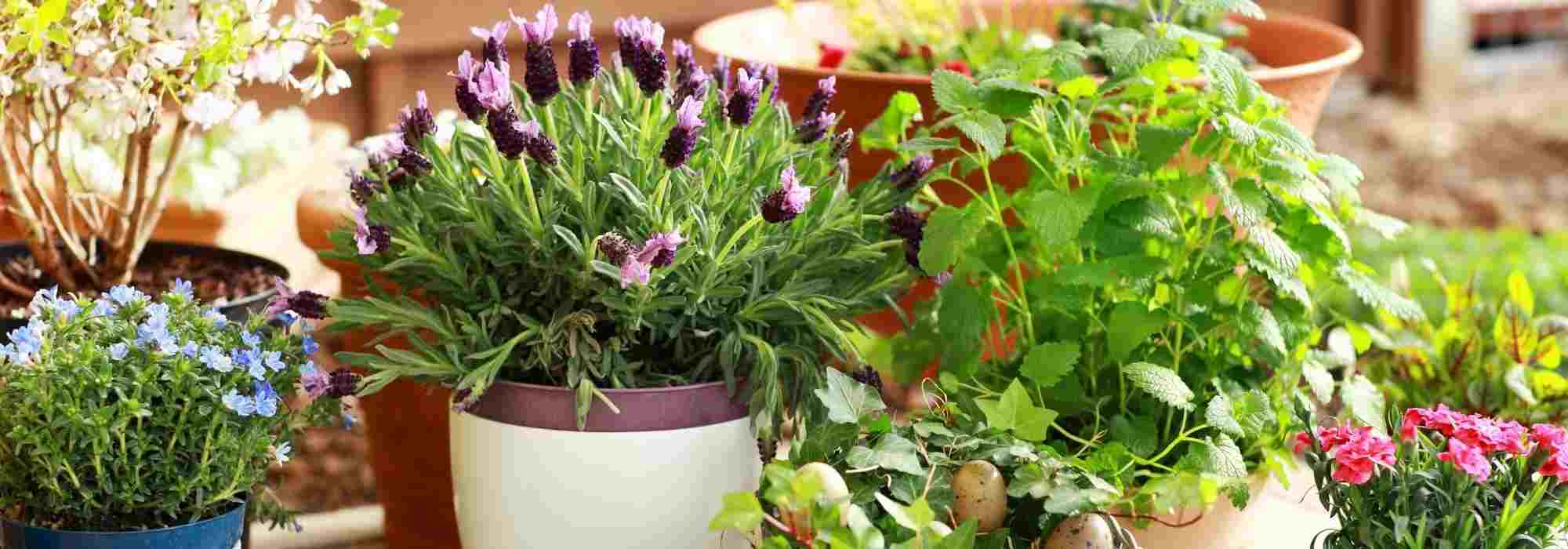 7 perennials to grow in pots on a west-facing balcony