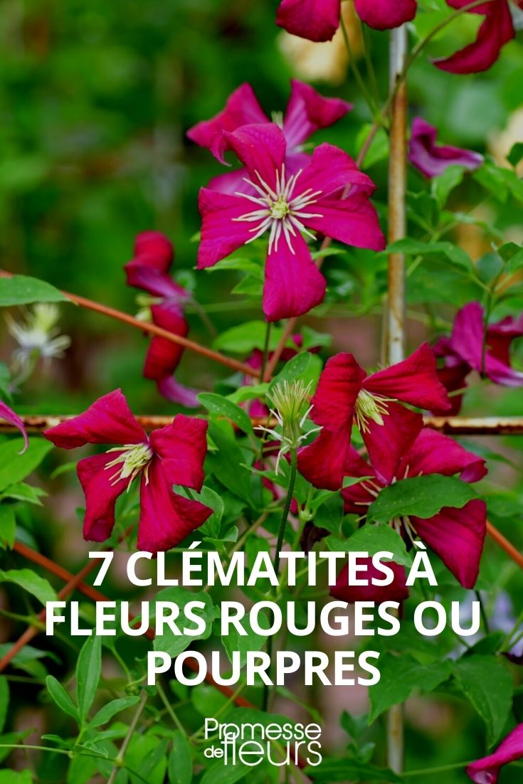 purple clematis
