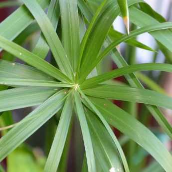 Taking a cutting from a papyrus plant