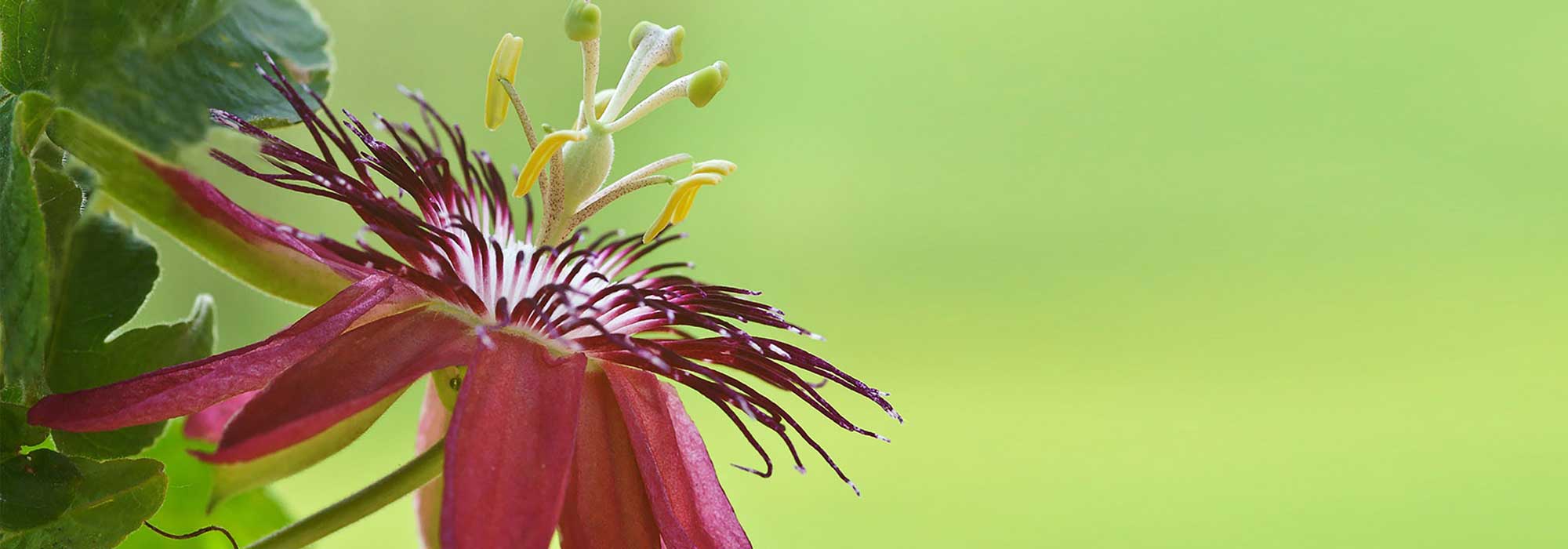 Choosing a passionflower
