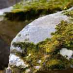 How to grow moss on stones?